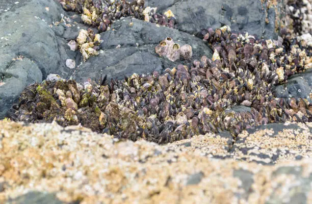 close up view of colony of marine molluscs on the rocks