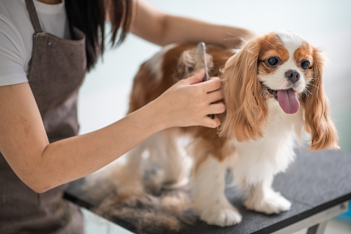 un groomer del perro mujer chino la preparación de un perro Cavalier King Charles Spaniel photo