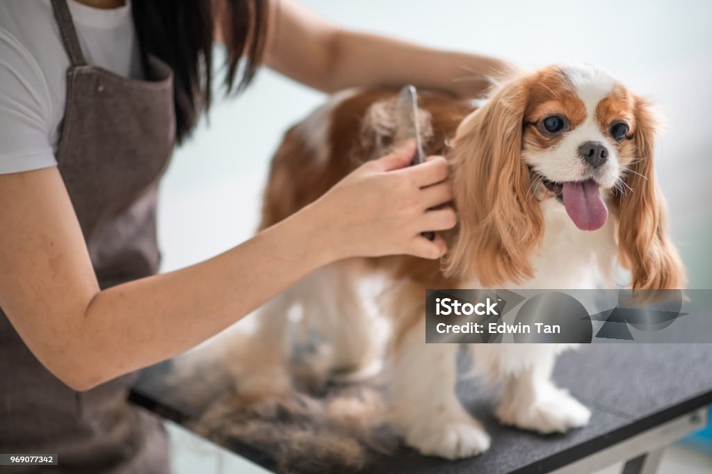 キャバリア ・ キング ・ チャールズ ・ スパニエル犬を毛づくろい中国雌犬 groomer - トリマーのロイヤリティフリーストックフォト