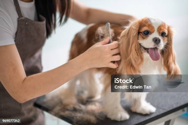 キャバリア キング チャールズ スパニエル犬を毛づくろい中国雌犬 Groomer - トリマーのストックフォトや画像を多数ご用意 - トリマー, 犬, ペット