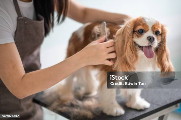A Chinese Female Dog Groomer Grooming A Cavalier King Charles Spaniel Dog Stock Photo - Download Image Now