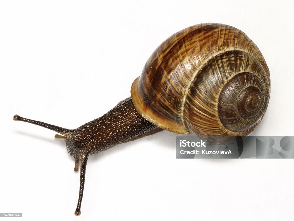 Caracol - Foto de stock de Agricultura royalty-free