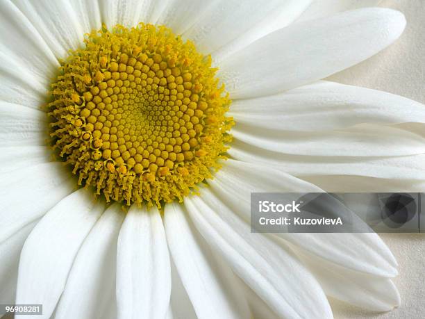 Camomile As Sun Stock Photo - Download Image Now - Anniversary, Backgrounds, Beauty In Nature