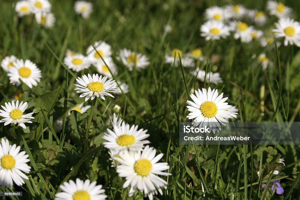 Daisies in spring  Color Image Stock Photo