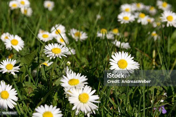 Daisies In Spring Stock Photo - Download Image Now - Color Image, Daisy, Flower