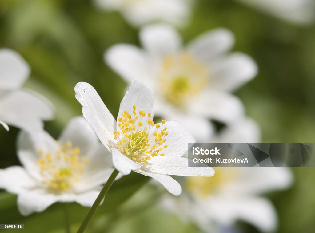 Anemone glabrata  Anemone Flower Stock Photo