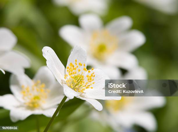 Anemone Glabrata Stock Photo - Download Image Now - Anemone Flower, Beauty In Nature, Blossom