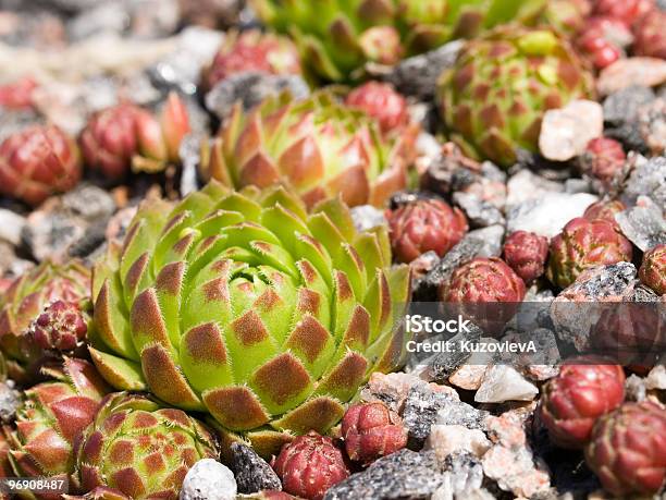 Foto de Bud De Sempreviva Em Pedra e mais fotos de stock de Arbusto - Arbusto, Arbusto espinheiro, Botânica - Assunto