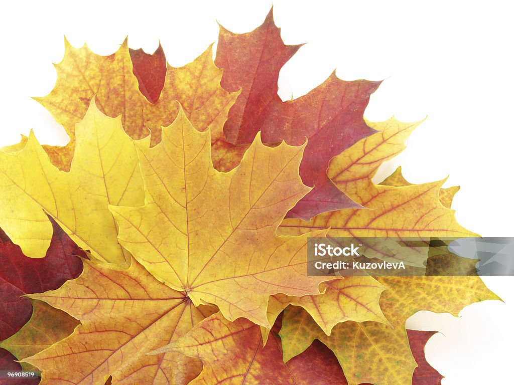 Folhas de outono no branco - Foto de stock de Abstrato royalty-free