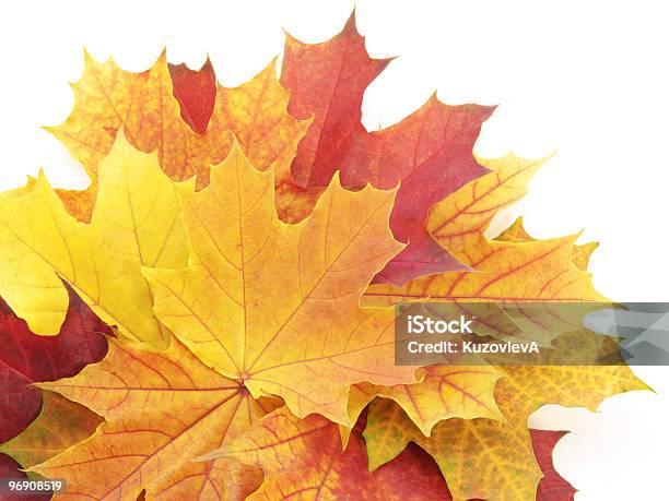 Foto de Folhas De Outono No Branco e mais fotos de stock de Abstrato - Abstrato, Amarelo, Beleza natural - Natureza