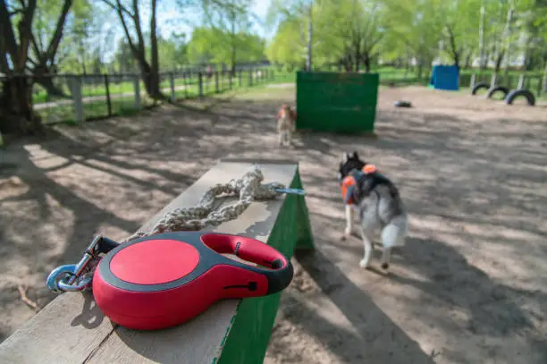 Red retractable Tape Dog leash lies on a boom in the background of a training ground for dogs. Pet accessories.