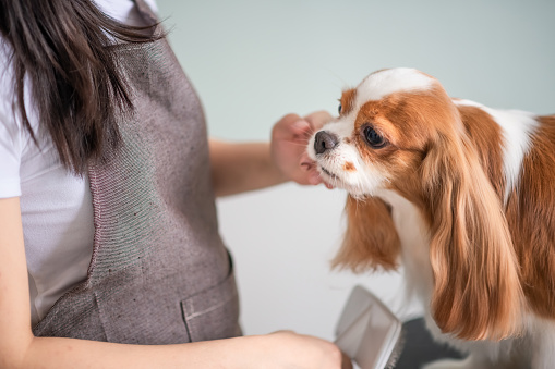 a chinese female dog groomer grooming a Cavalier King Charles Spaniel dog