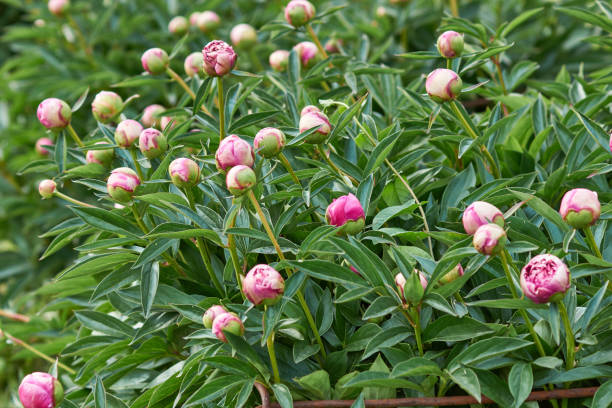istock Buds of Peony Bush 969085918