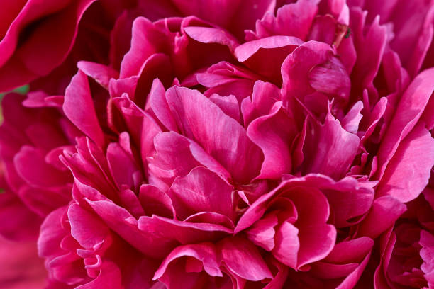istock Close-up Top View of Peony Flower 969086018