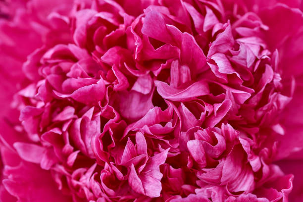 istock Close-up Top View of Peony Flower 969086062