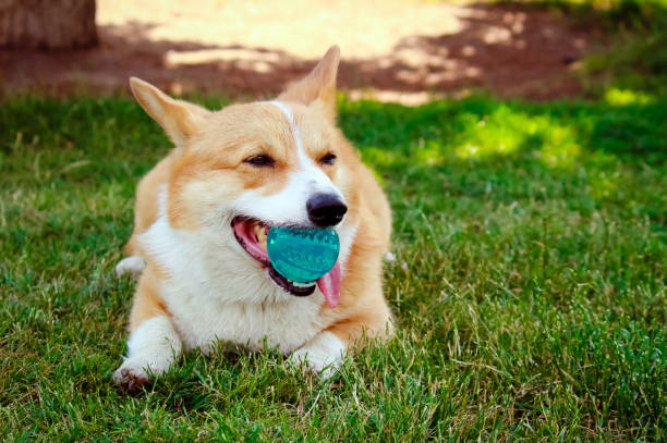 istock Corgi dog with a ball in the mouth 969086410