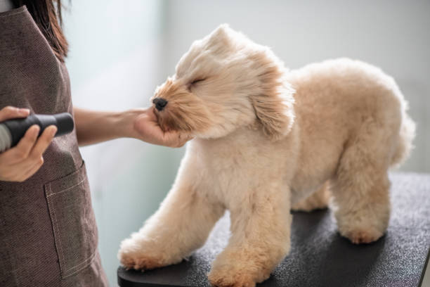 asiatische chinesische weibliche hundefriseur mit schürze pflege und föhnen einen braune farbe spielzeug pudelhund - fell fotos stock-fotos und bilder