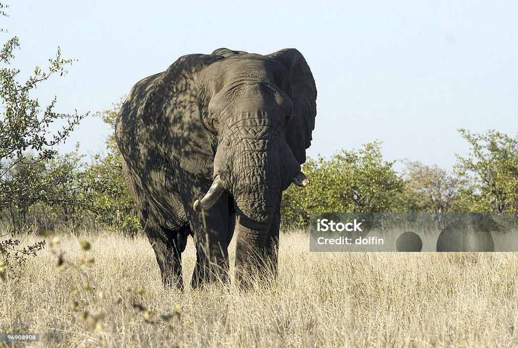 African Elephant Bull - Foto de stock de Elefante libre de derechos