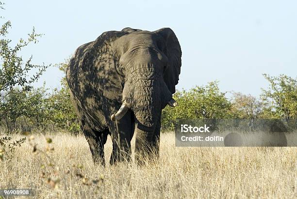 African Elephant Bull Foto de stock y más banco de imágenes de Elefante - Elefante, Animal, Cara antropomórfica