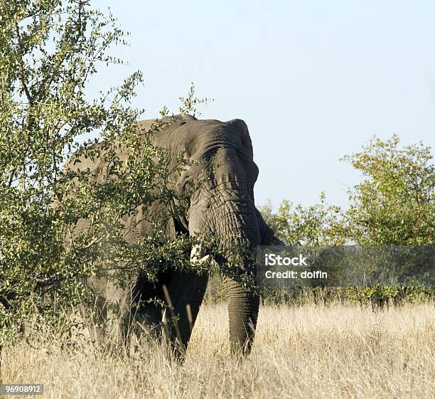Elefante Africano Bull - Fotografie stock e altre immagini di Africa - Africa, Animale, Avorio