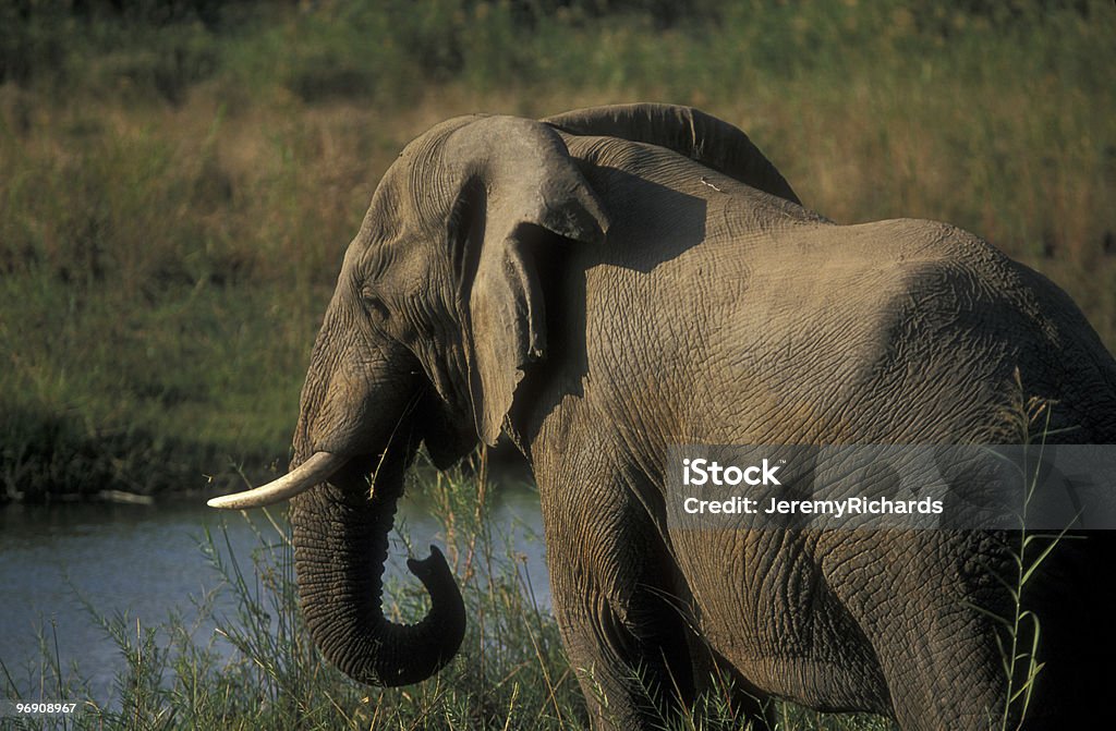 elefante africano - Foto stock royalty-free di Acqua