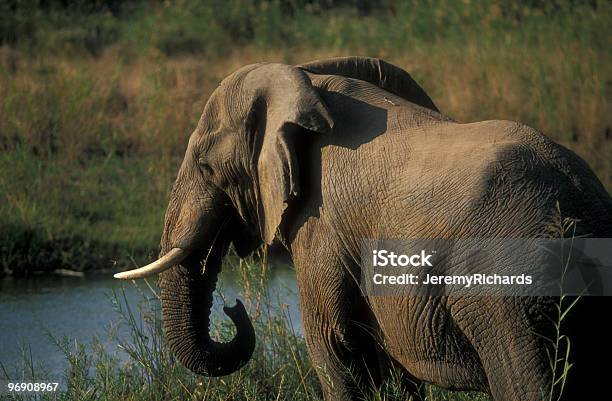 Elefante Africano - Fotografie stock e altre immagini di Acqua - Acqua, Africa, Ambientazione esterna