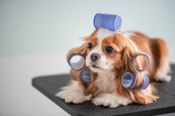 istock Cavalier King Charles Spaniel dog grooming session 969090242