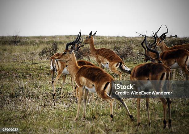 Game Ready To Run Stock Photo - Download Image Now - Animal Wildlife, Color Image, Deer