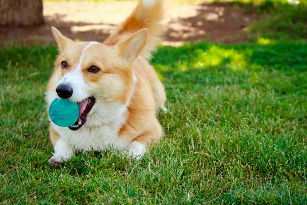 istock Corgi dog with a ball in the mouth 969090630
