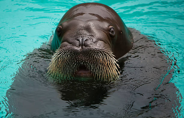 Close-up of Walrus's head  walrus photos stock pictures, royalty-free photos & images