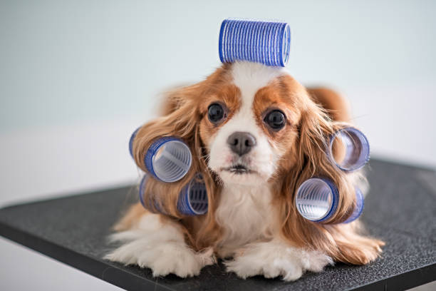 Cavalier King Charles Spaniel dog grooming session Cavalier King Charles Spaniel dog grooming session pet shop photos stock pictures, royalty-free photos & images