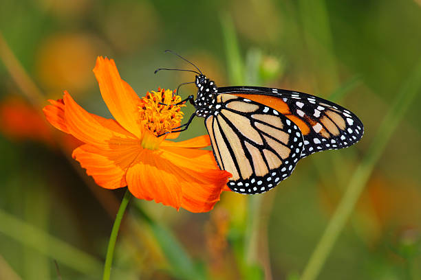 Farfalla monarca - foto stock