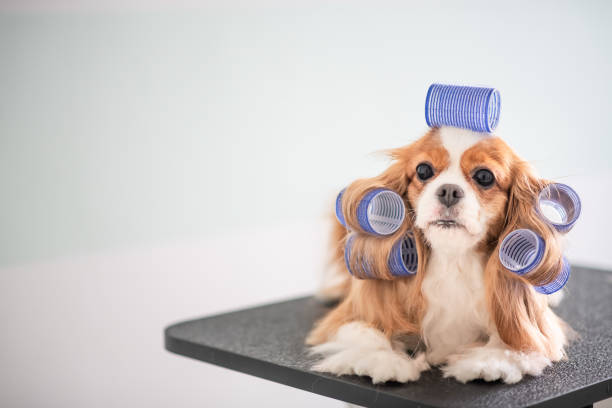istock Cavalier King Charles Spaniel dog grooming session 969093648
