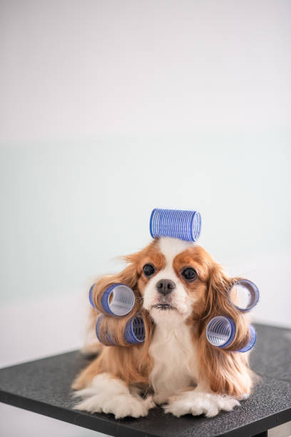 istock Cavalier King Charles Spaniel dog grooming session 969093760