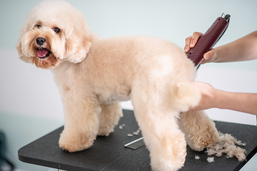 asian chinese female pet groomer with apron grooming a brown color toy poodle dog