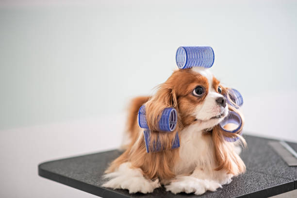 istock Cavalier King Charles Spaniel dog grooming session 969093980