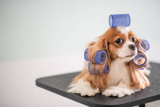 キャバリア ・ キング ・ チャールズ ・ スパニエル犬の毛づくろいセッション - groomer ストックフォトと画像