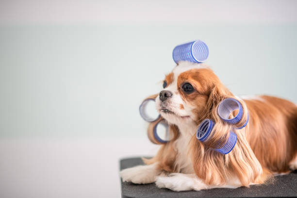 istock Cavalier King Charles Spaniel dog grooming session 969094126