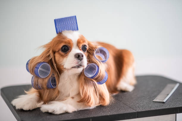 istock Cavalier King Charles Spaniel dog grooming session 969094128