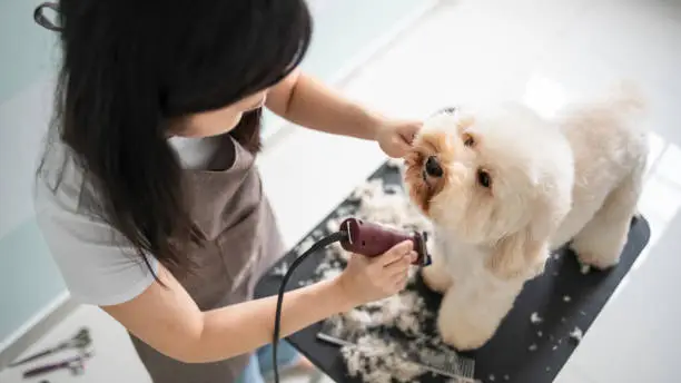 Photo of asian chinese female pet groomer with apron grooming a brown color toy poodle dog