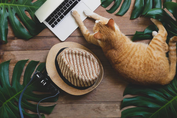 ingefära tamkatt fungerar som mänskliga arbetar på bärbar dator på rustika trä grunge bakgrund med tropisk blad monstera, hatt och retro stil kamera, frilansuppdrag och digital nomad begrepp. - katt thai bildbanksfoton och bilder