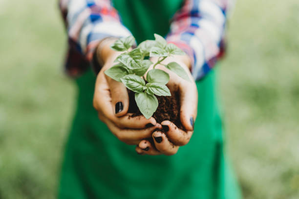 Holding a basil plant with bare hands Holding a basil plant with bare hands. Detail on the hands growing basil stock pictures, royalty-free photos & images