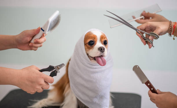 istock Cavalier King Charles Spaniel dog grooming session 969097116