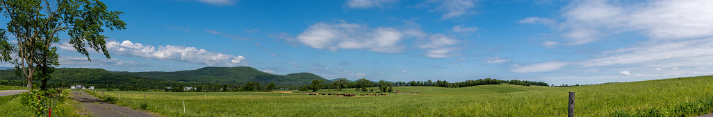Panoramic view of a country land with beef herd