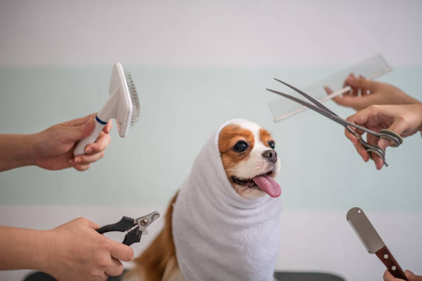 istock Cavalier King Charles Spaniel dog grooming session 969097370
