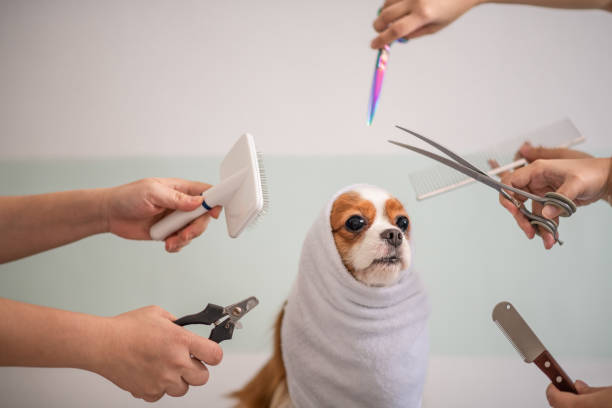 istock Cavalier King Charles Spaniel dog grooming session 969097396