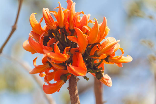 230+ Palash Flower Of Southeast Asia Stock Photos, Pictures & Royalty