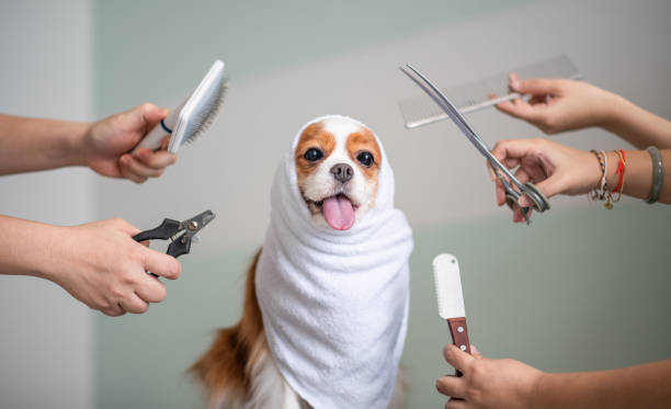 cavalier king charles spaniel dog grooming session - examination table imagens e fotografias de stock