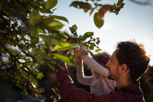 istock Father Helping Daughter Reach Fruit 969097732