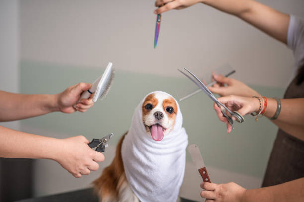 istock Cavalier King Charles Spaniel dog grooming session 969097764